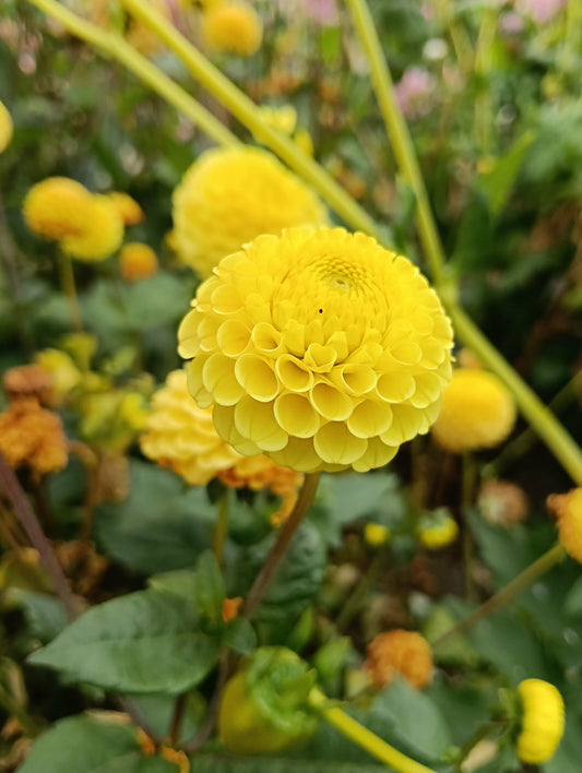 Buttercup