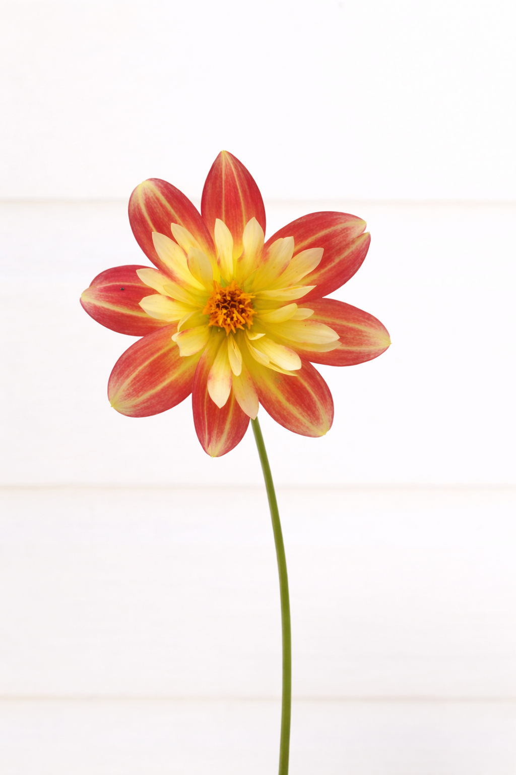 Tararua Seedling 5