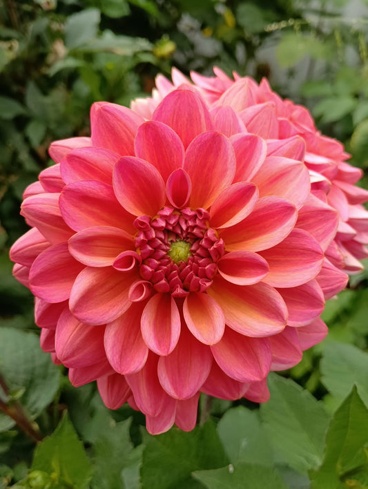 Dutch Pearl