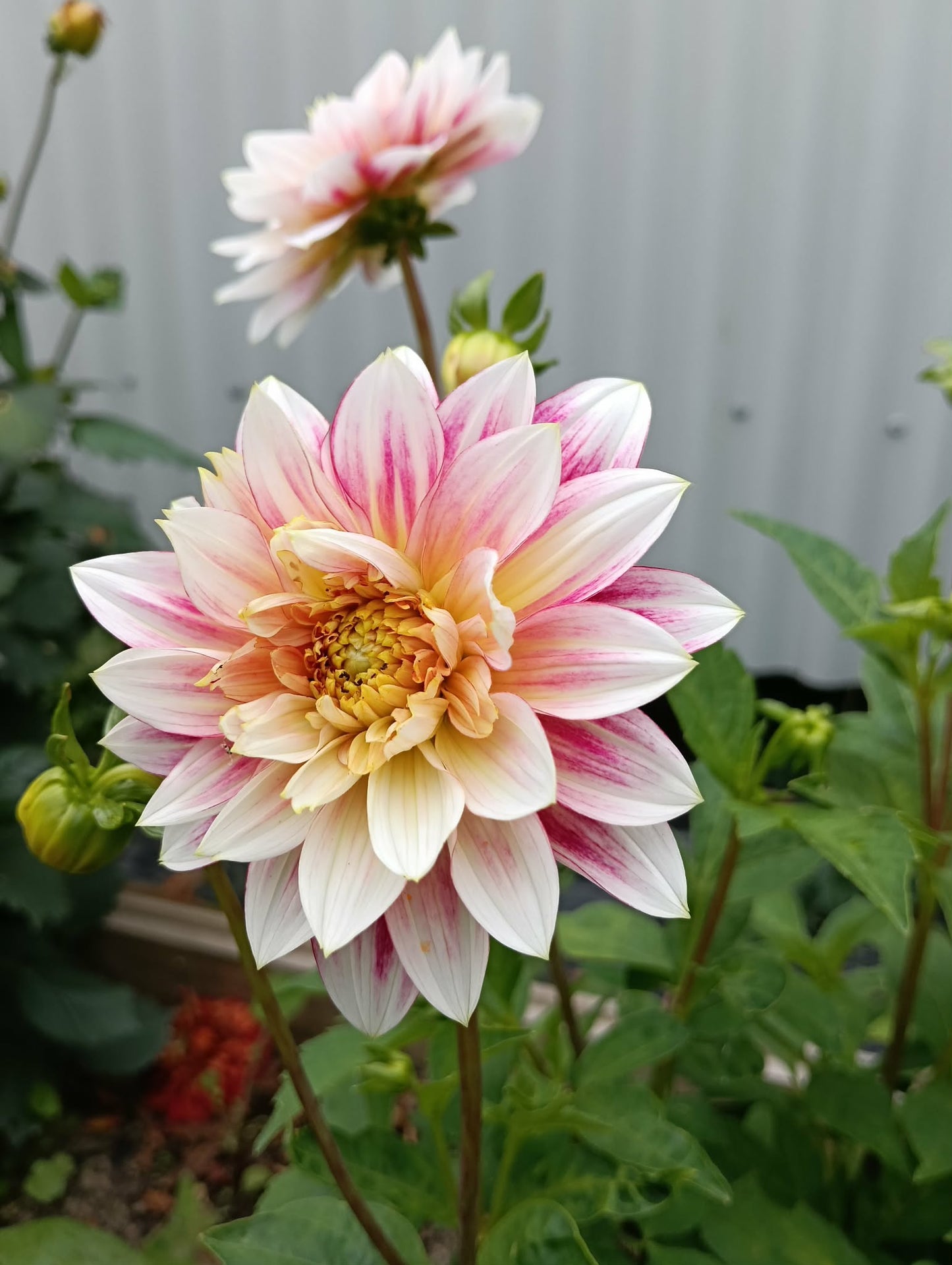 Garden Show