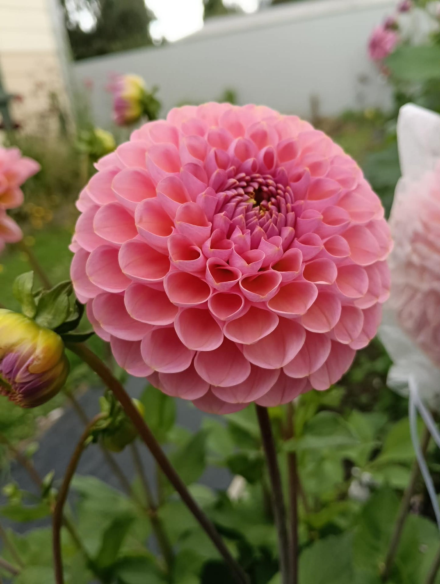*Agdia* Hamari Rose