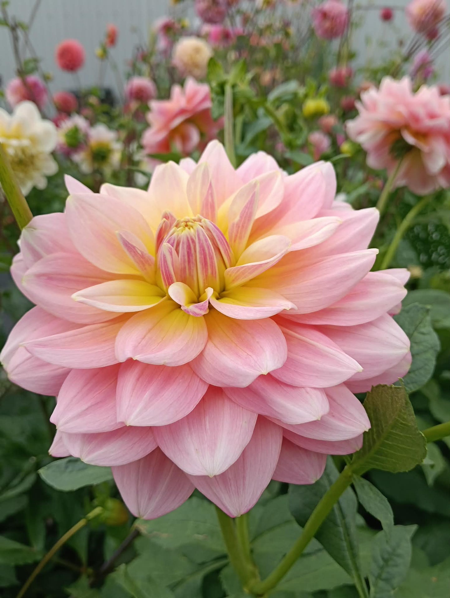 Pink Magic