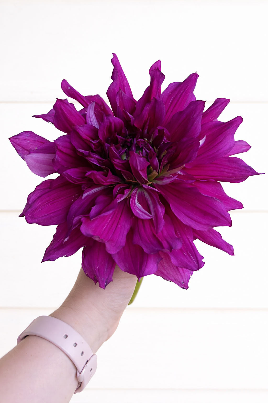 Purple Taihejo