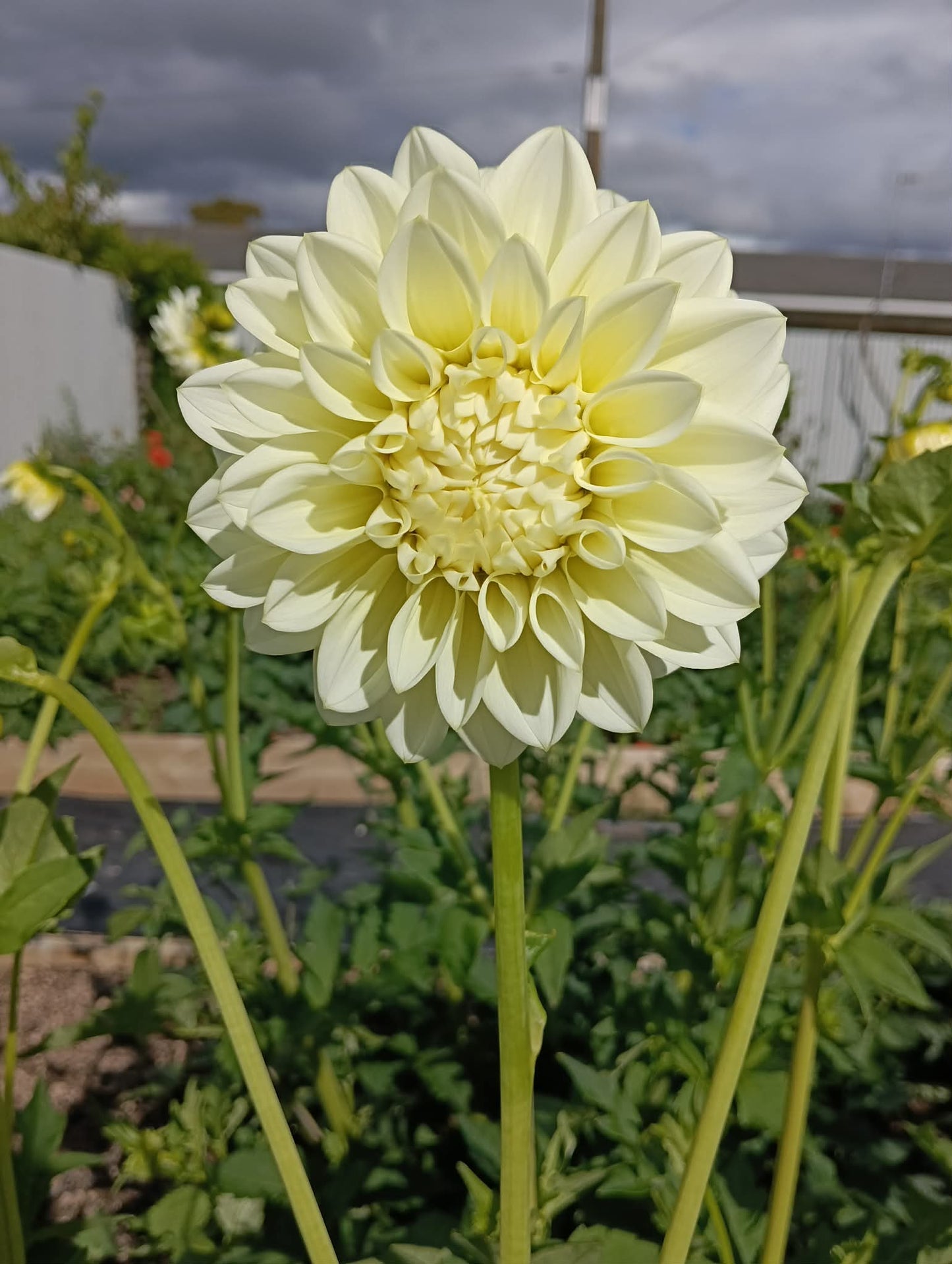 Tararua Seedling 1