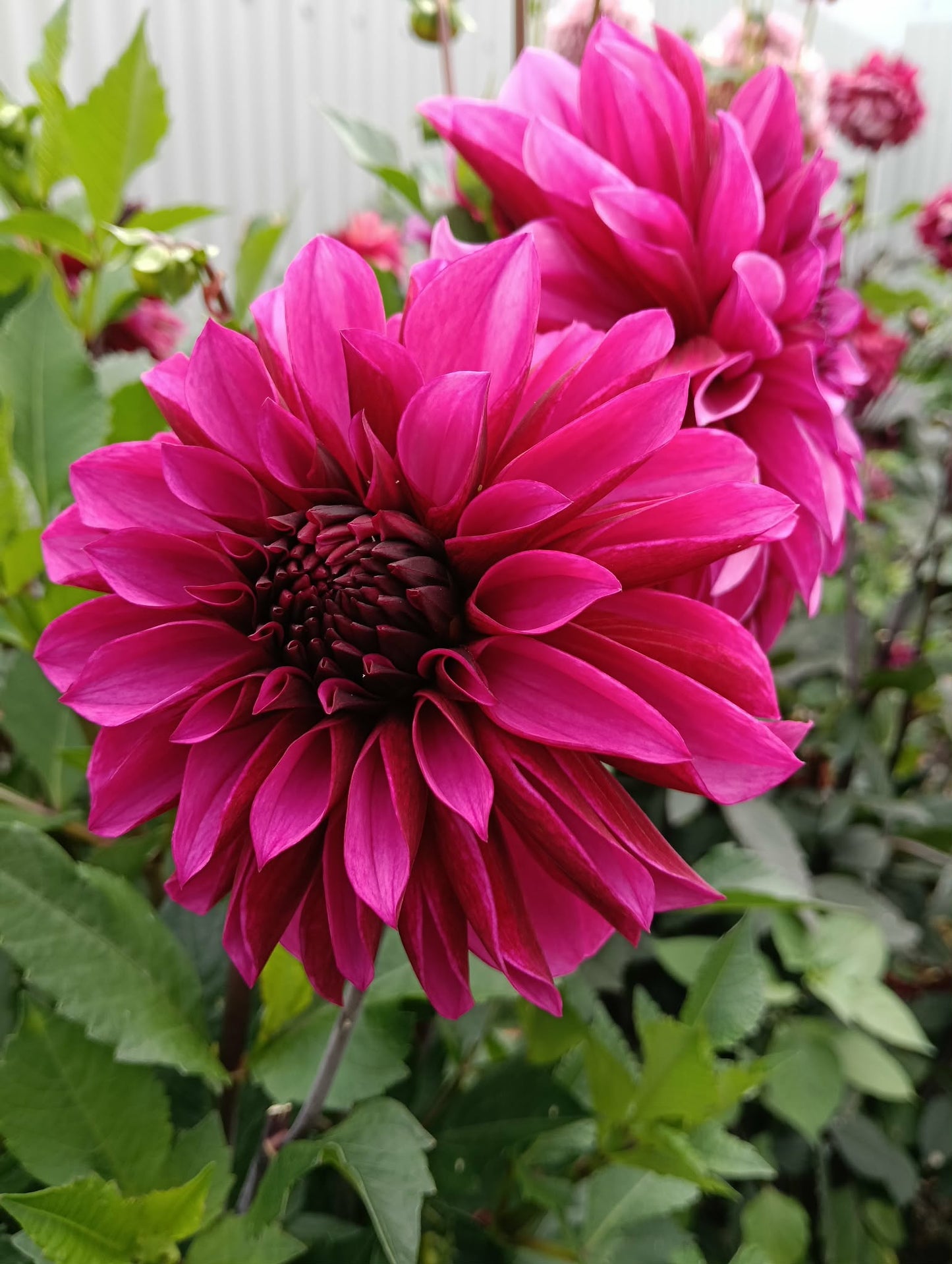 Tanita