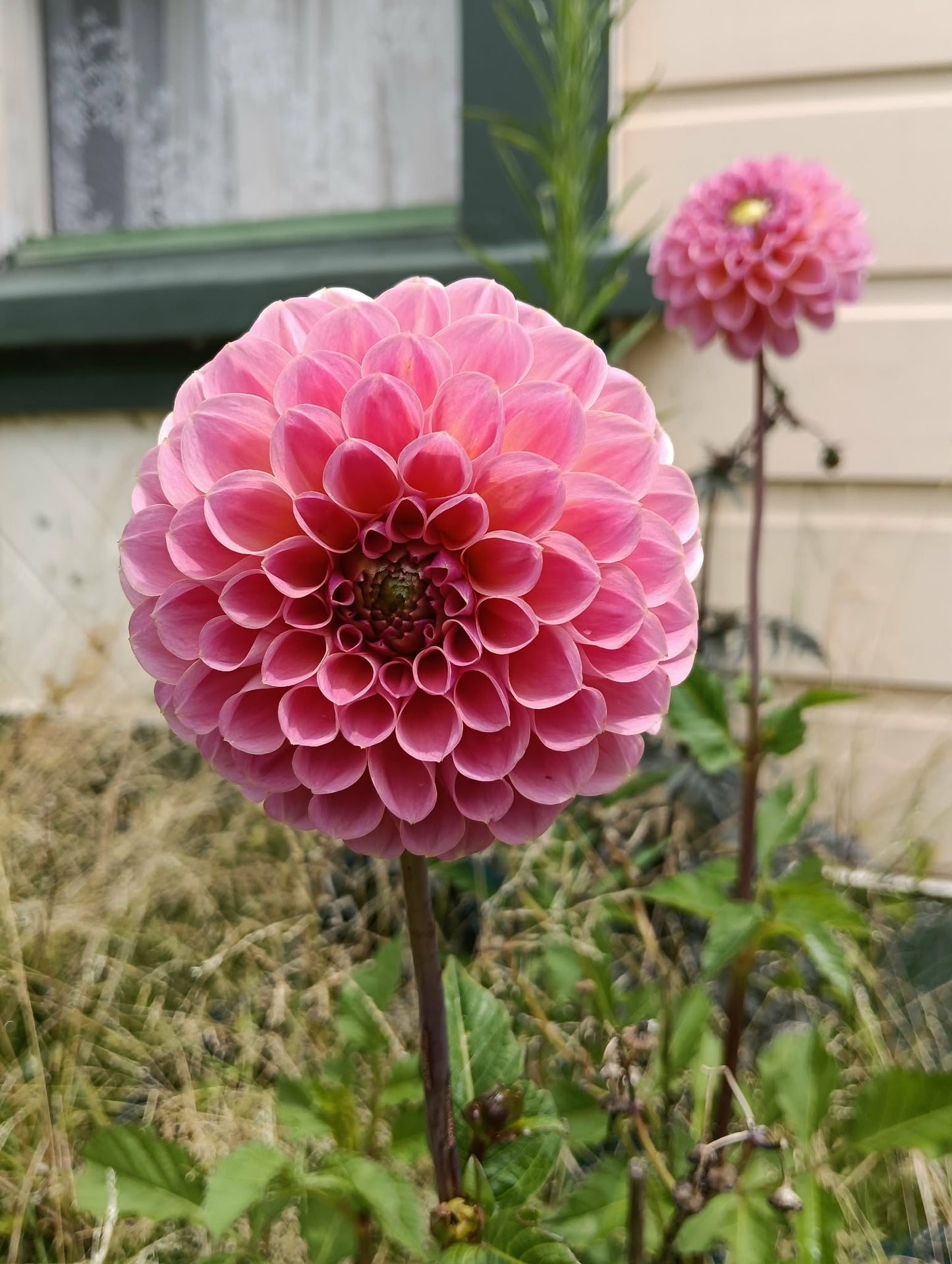Tararua Seedling 4