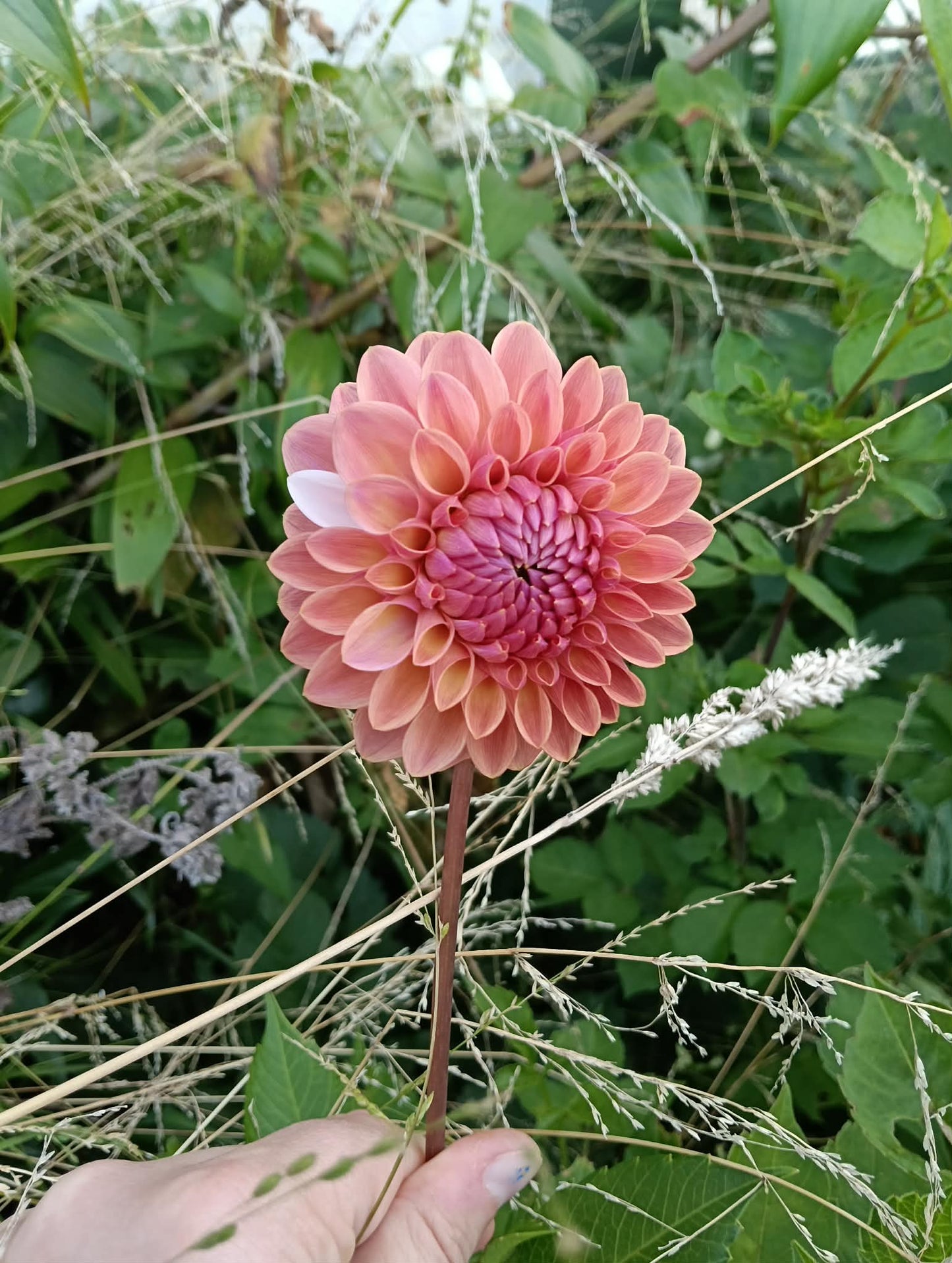 Tararua Seedling 3