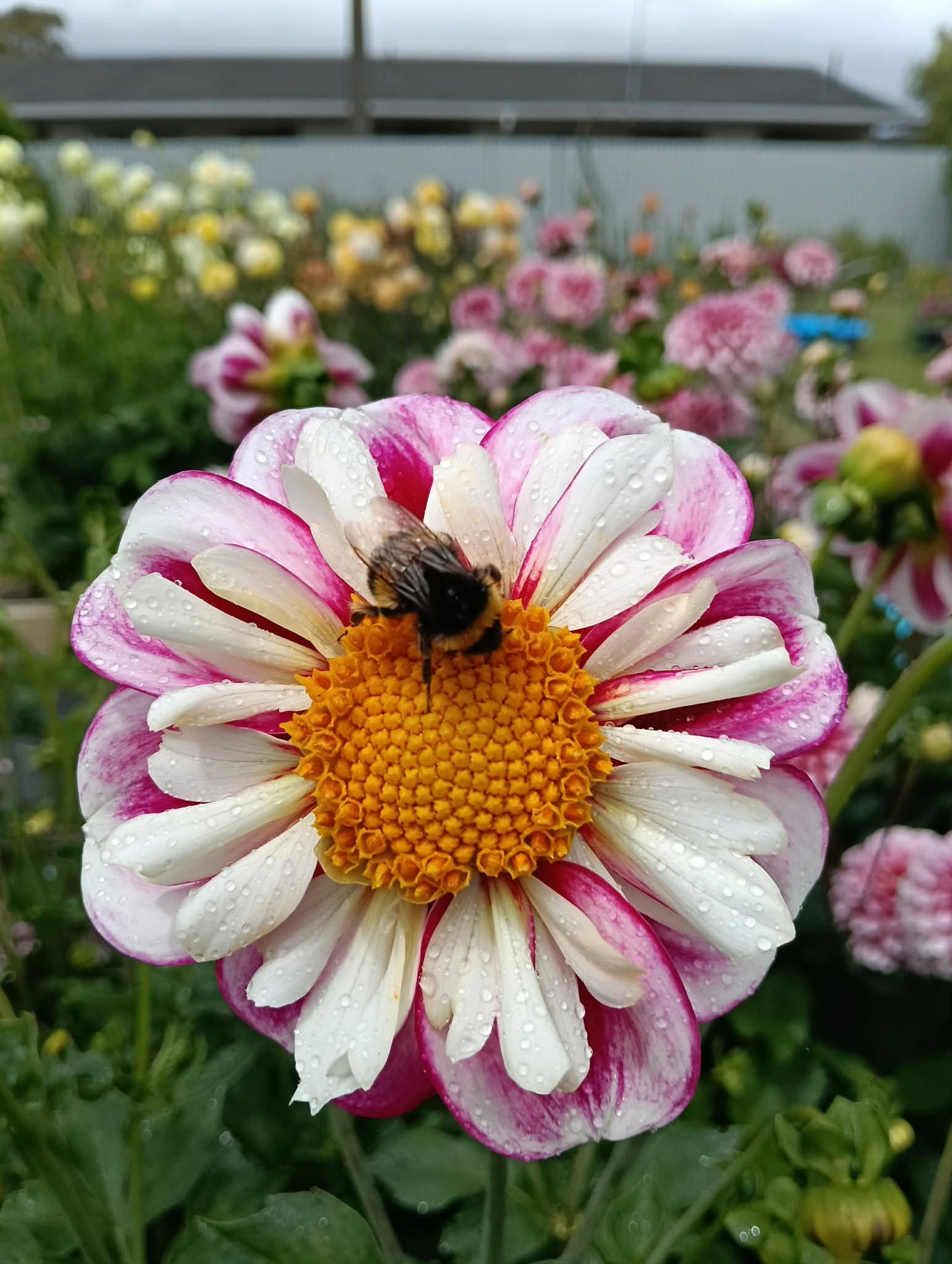 *Agdia* Bumble Rumble