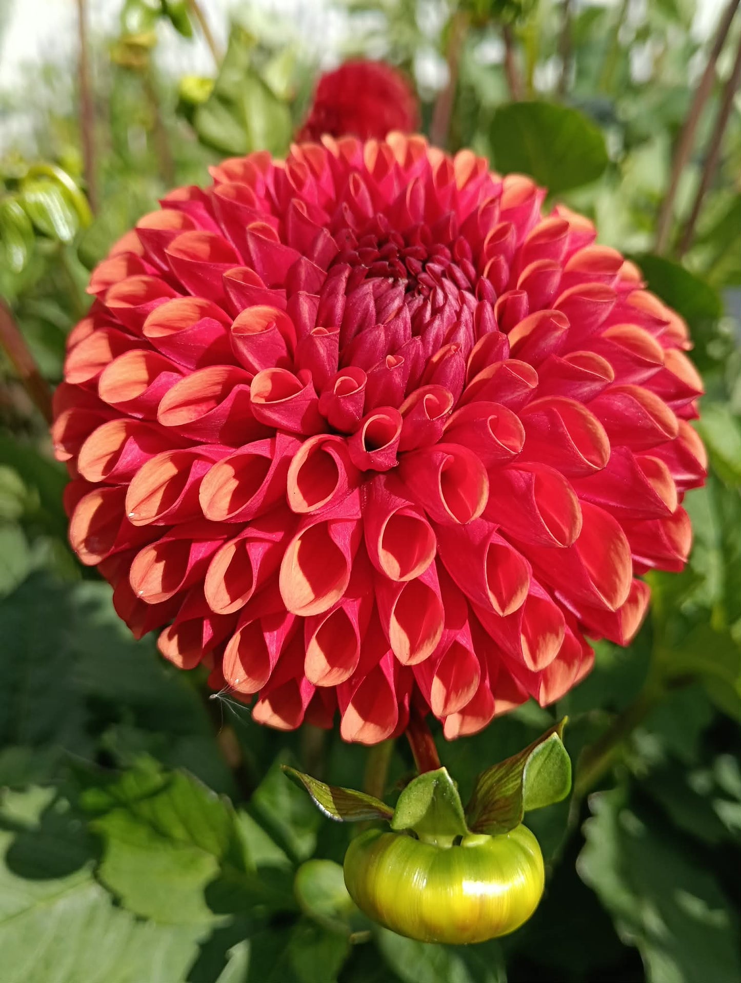 Seeds - packs of 25