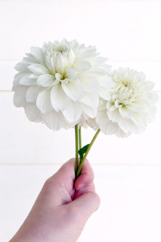 Gift's Appreciation