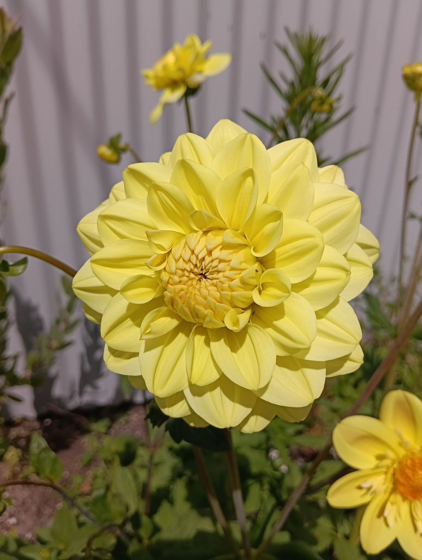 Glorie van Heemstede