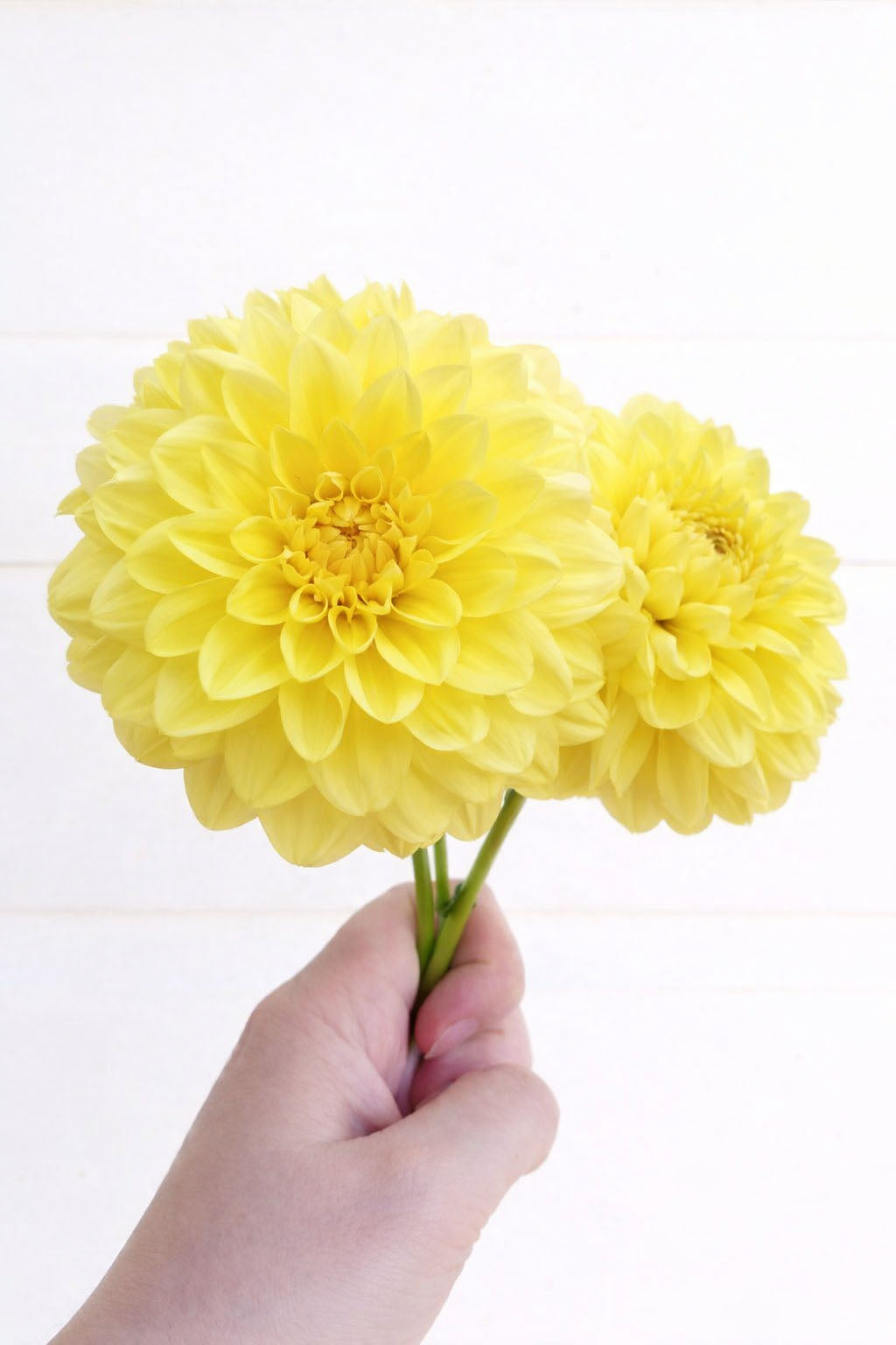 Glorie van Heemstede