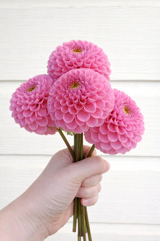Hamari Rose