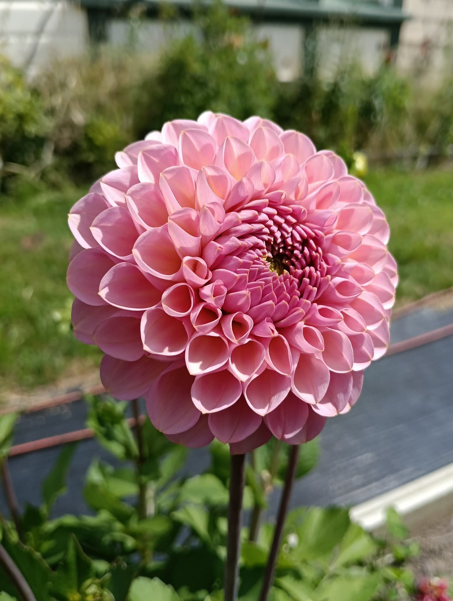 Hamari Rose