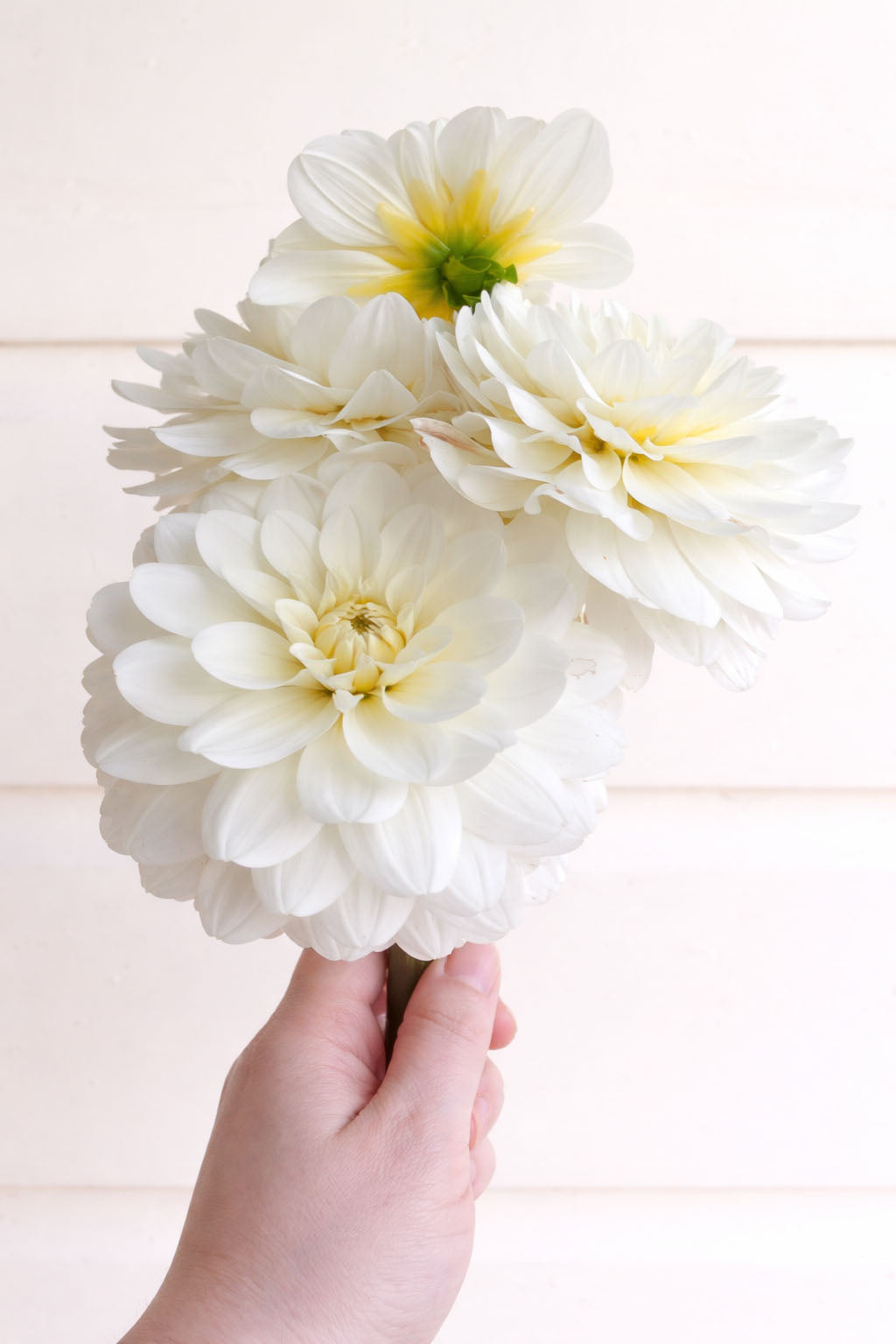 Karma Serene