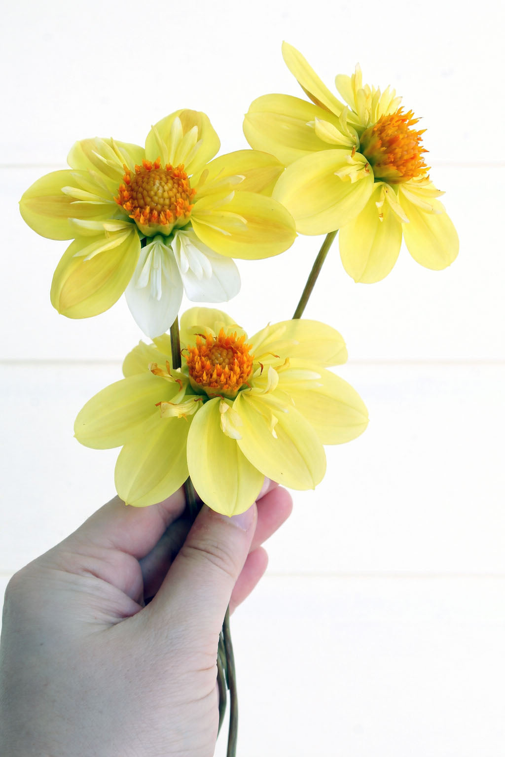 Kelsey Sunshine