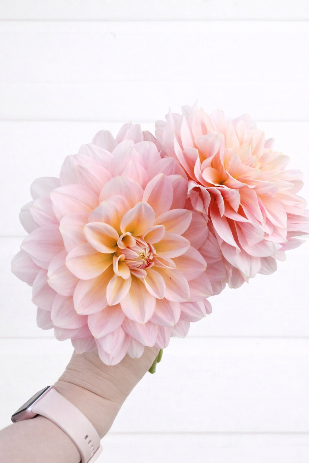Pink Magic