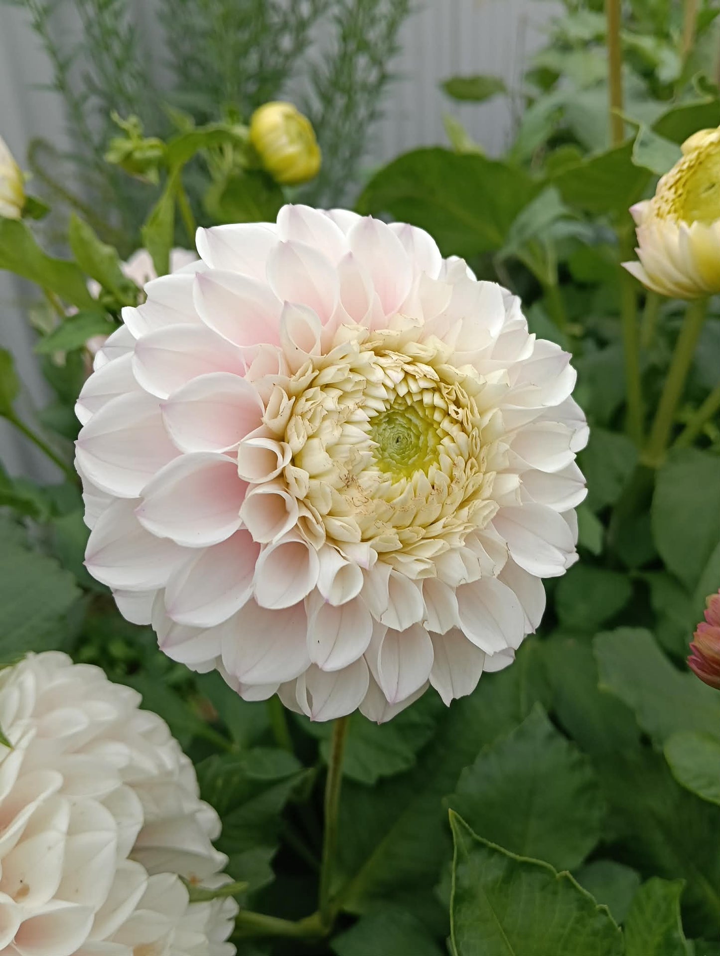 Pink Pearl