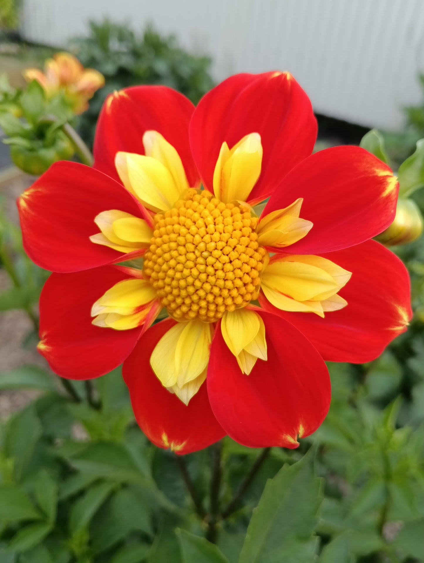 Seeds - packs of 25