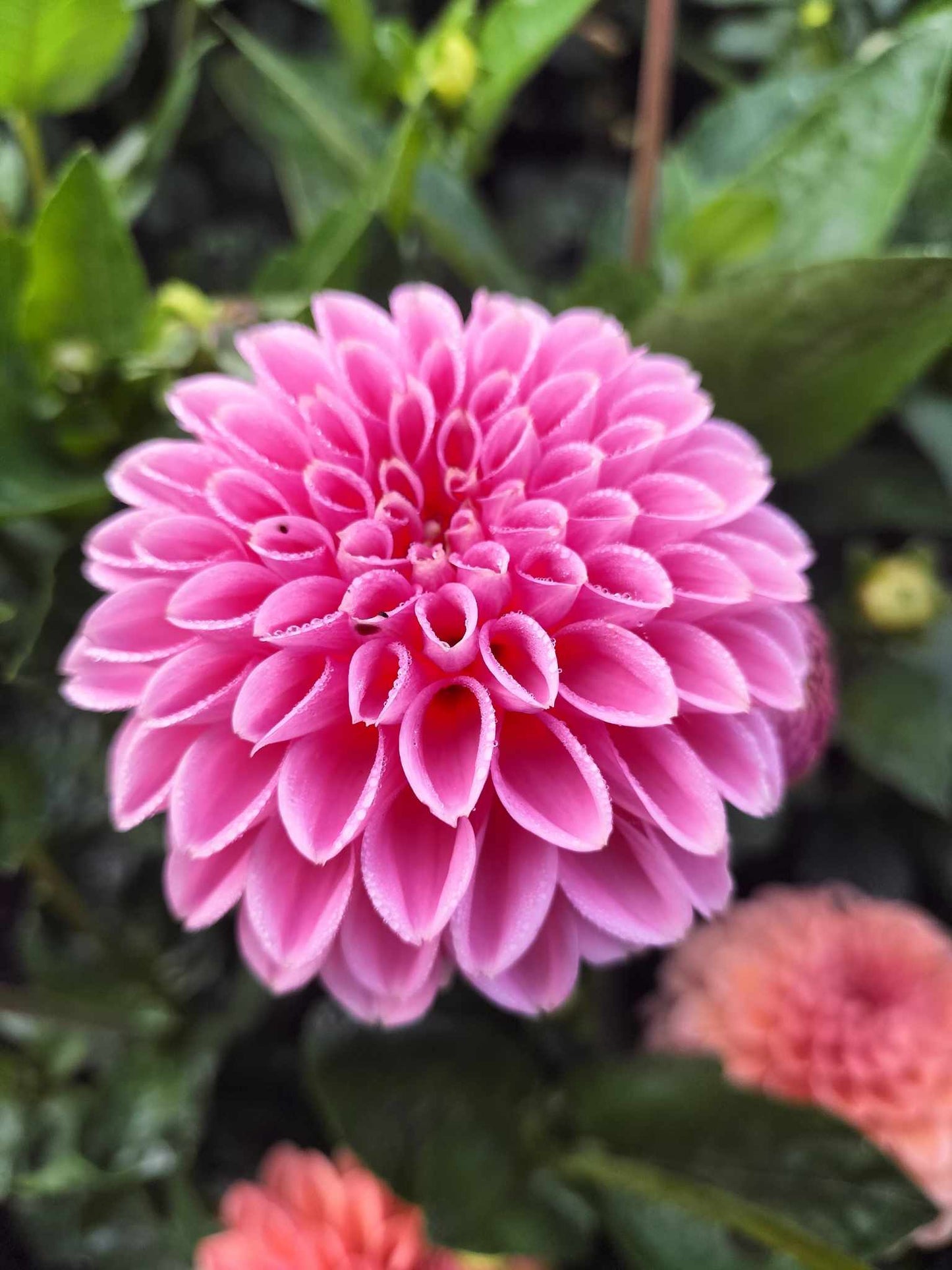 Sandra/Pink Sylvia