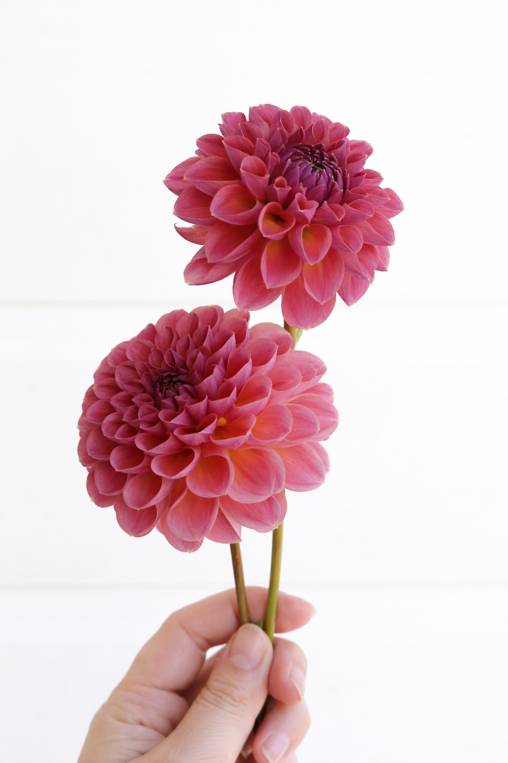 Tararua Seedling 4