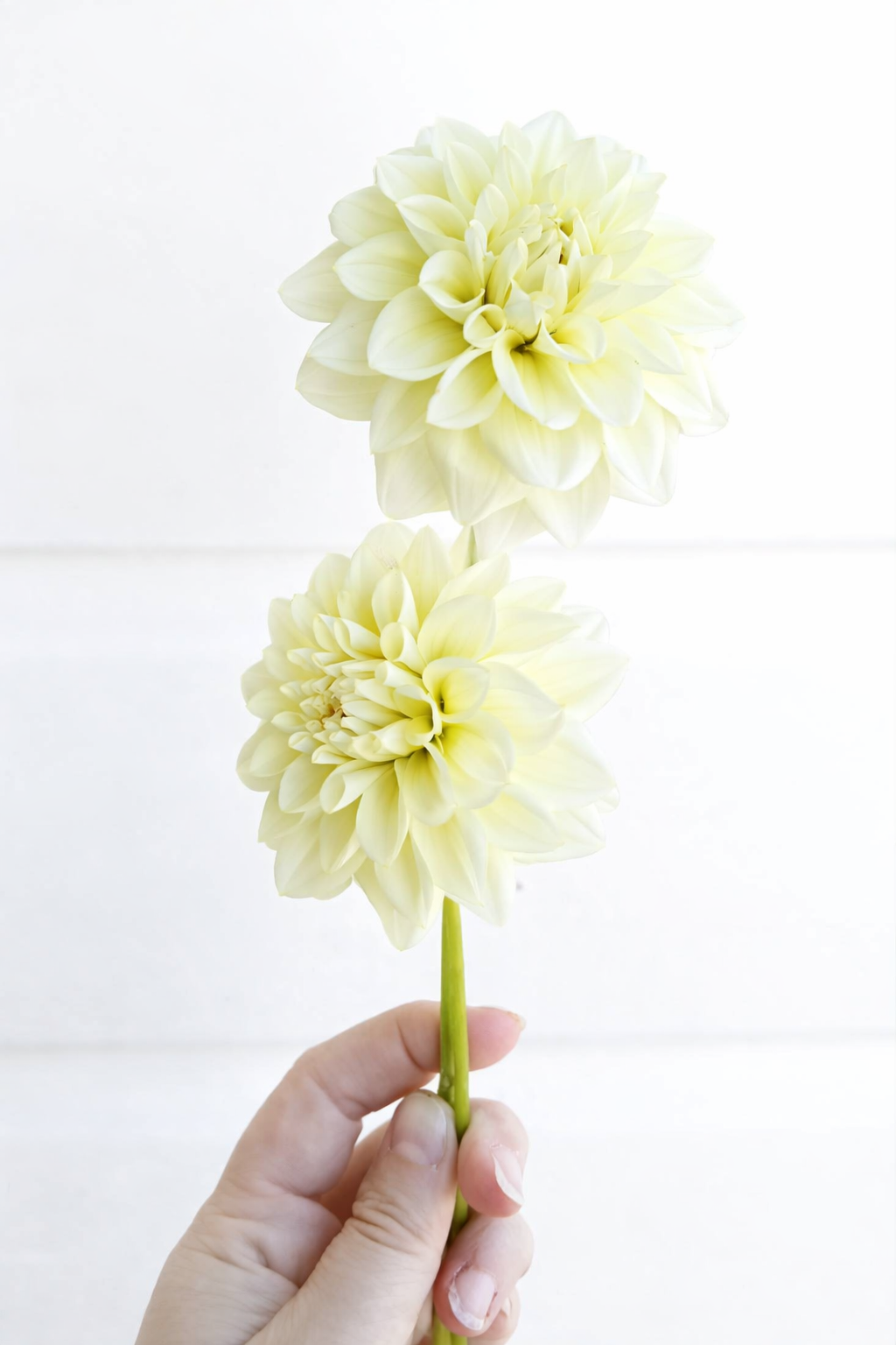 Tararua Seedling 1