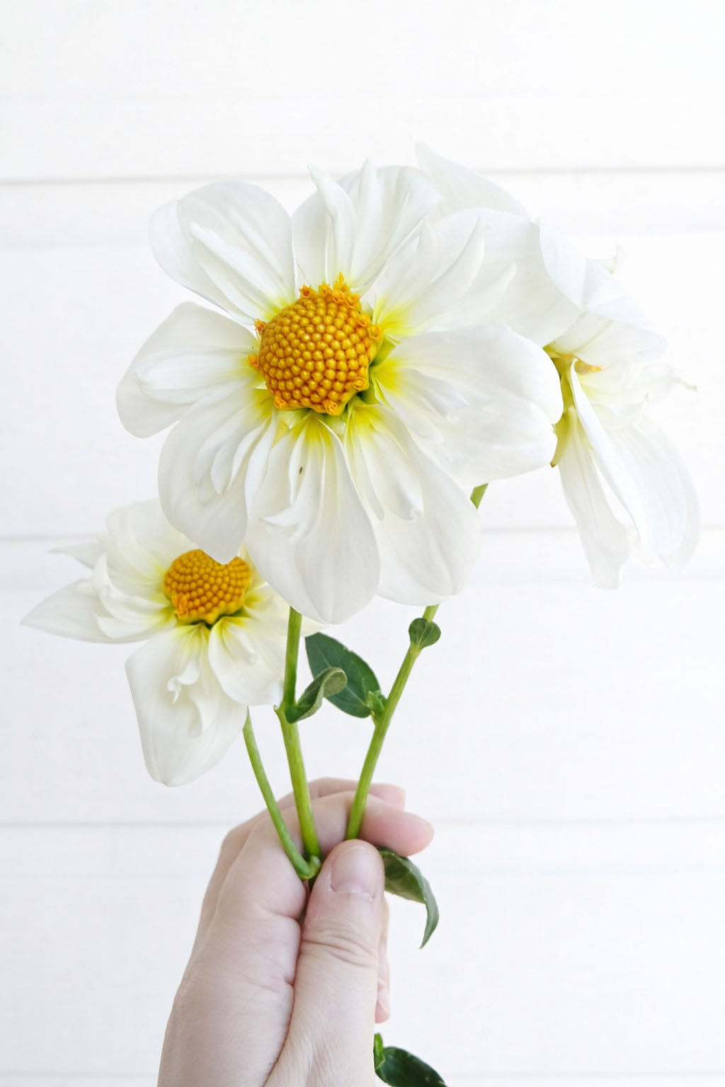 Twyning's White Chocolate
